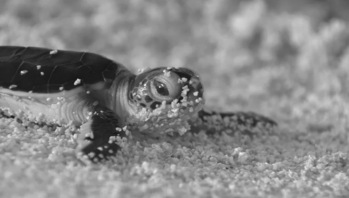 baby sea turtle run by fyeah-seacreatures 